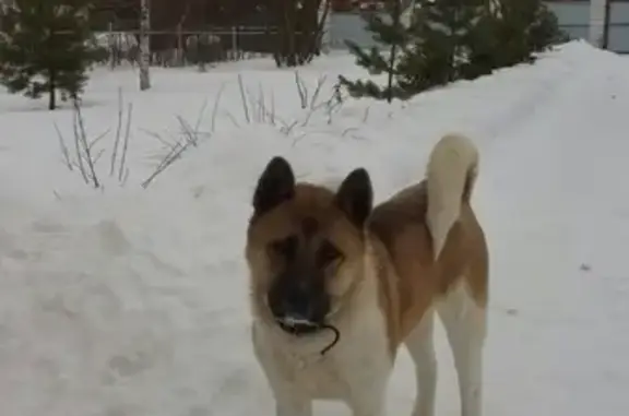 Пропала собака Эва в Маклино, Калужская область
