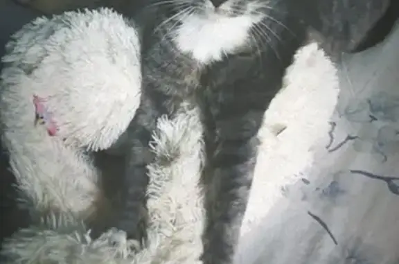 Пропала кошка в Лысьве на Орджоникидзе