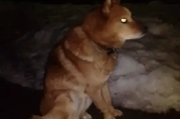 Найдена рыжая собака в Якунниках, нужна помощь!