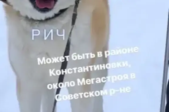 Пропала собака в Константиновке, Казань - вознаграждение!
