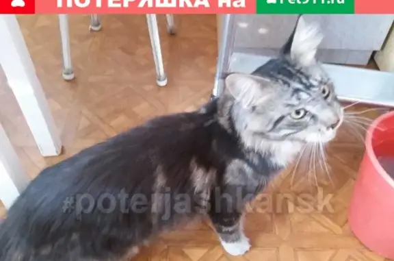 Найден молодой кот Мейн кун в Советском районе Новосибирска