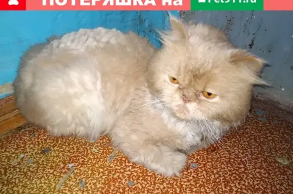 Найден персидский кот в Томске, на Осипенко.
