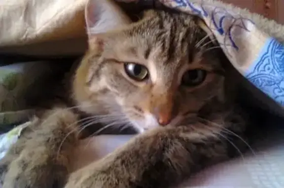 Кошки потеряшки, Мериново, фото: Потеряшка кот без хвоста в д. Мериново, Пермский край