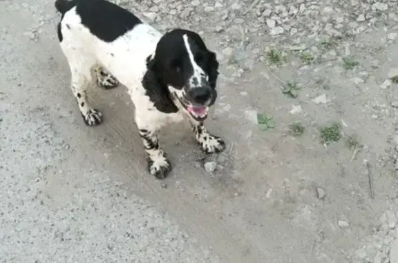 Пропала собака в Краснокамске, черно-белый русский спаниель