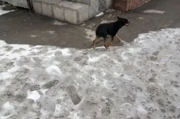 Пропала собака в Новосибирске #Новосибирск_зоо