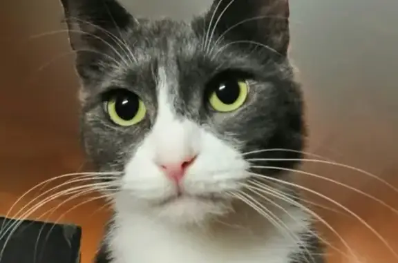 Кошки потеряшки, село Выльгорт, фото: Потеряшка кот в Выльгорте, Сыктывдинский район