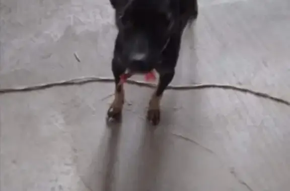 Найдена собака с белым ошейником в Междуреченске