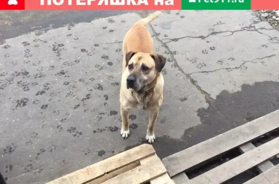Найдена собака на Озерском проезде 16, ищем хозяина!