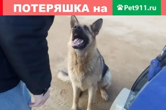 Найдена собака в Селифоново