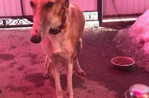 Найдена собака Кашира-1 без ошейника