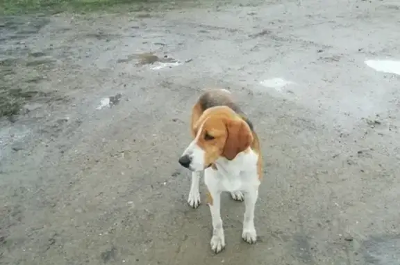 Найдена собака в Кореновске, ищем хозяина.