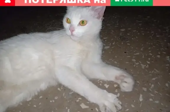 Найдена белая кошка на ул. Уральских Рабочих