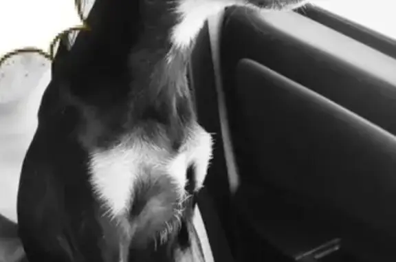 Собаки потеряшки, Юргамыш, фото: Потеряшка собака в поселке Юргамыш, ищем Боню