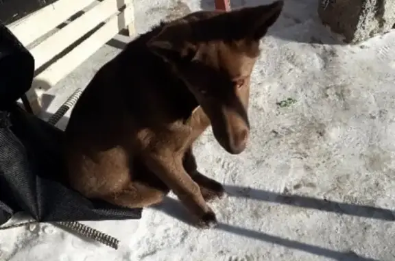 Пропала рыжая собака с ошейником в Якутске