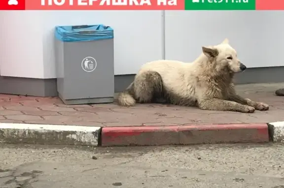 Найден крупный пёс на заправке в Ставрополе