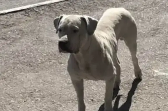 Найден пес на дороге в Краснокаменке