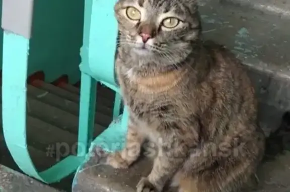 Найдена кошка на ул. Столетова, ищем хозяев