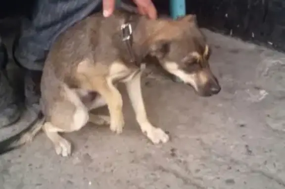 Собака с переломом лапки на перекрестке в Новокузнецке