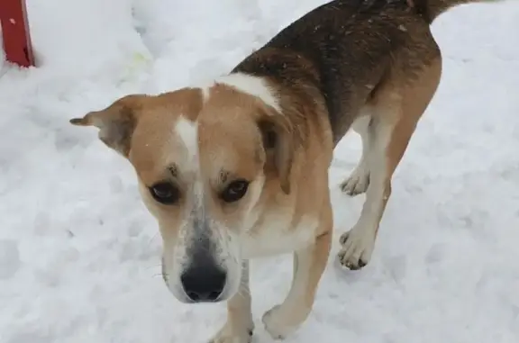 Собака найдена в Мурманске на проезде Связи