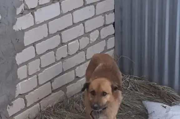 Собака в Ковардицах ищет хозяина!