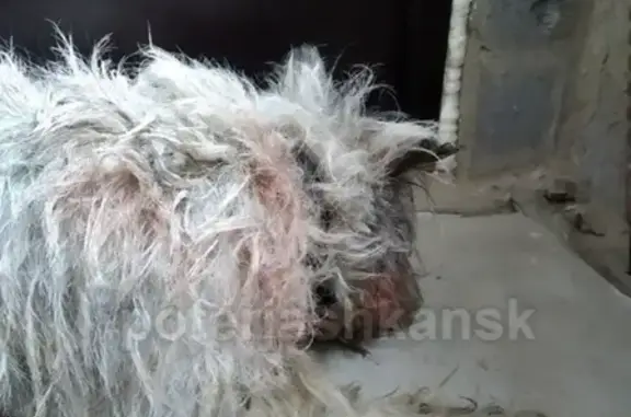 Найдена собака в Новосибирске, адрес - выезд из микрорайона Светлый в Мочище.