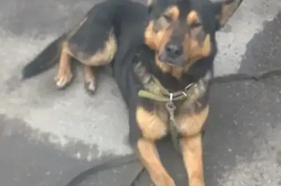 Потерянная собака на улице Калинина, Пенза