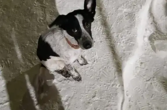 Найдена собака в Тюмени, нужен дом!