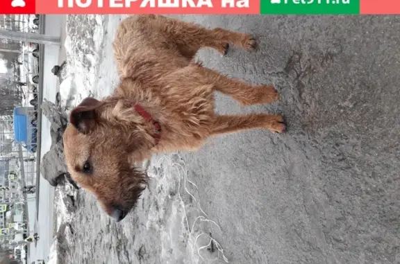 Найдена домашняя собака в Санкт-Петербурге