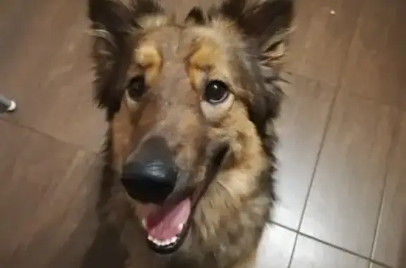 Найдена собака в Приморском р-не