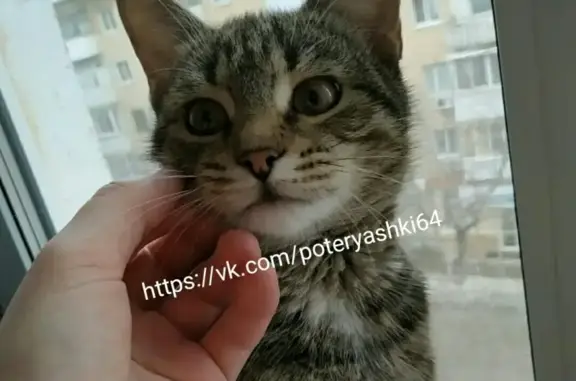 Найдена домашняя кошка в Саратове