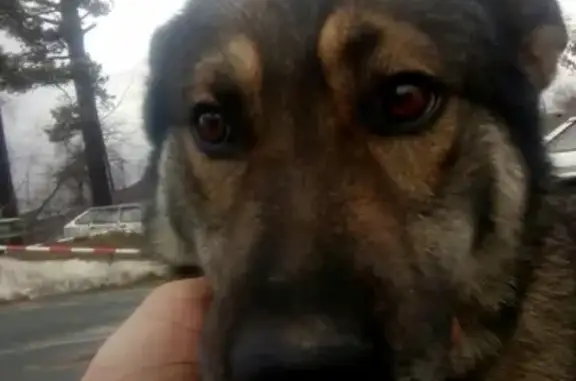 Пропала собака Бондик в Заельцовском парке