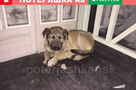 Найдена собака на пл. Калинина в Новосибирске