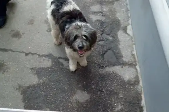 Потерянная собака в Краснодаре на углу Ставропольской и Шевченко