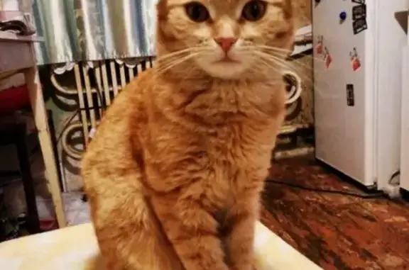 Пропала кошка в Обнинске, район Оздоровительных бань
