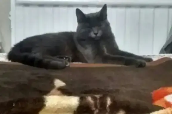 Найден кот в Калининском районе СПб, ул. Карпинского 34