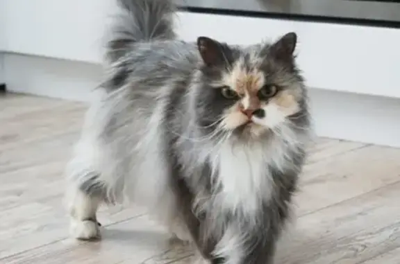 Найдена кошка на ул. Чистая, 6 в Петрозаводске