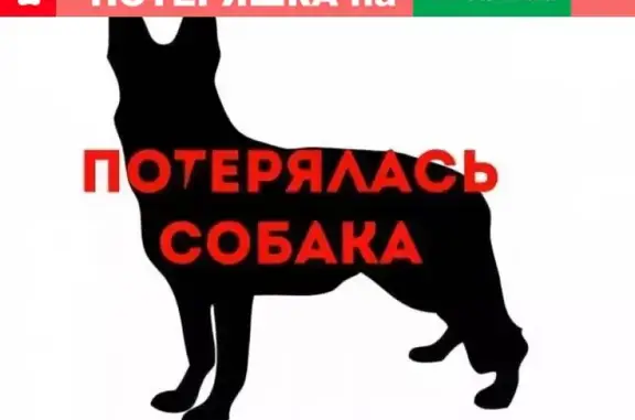 Пропала собака в Бийске, Россия, 5 лет, черная.