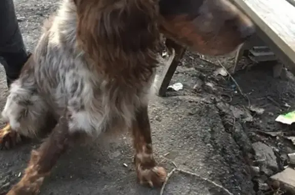 Найдена собака Спаниель в Батайске, адрес - ул. Комарова, 171.