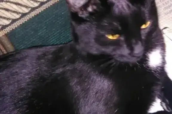 Кошки потеряшки, Дзержинск, фото: Потеряшка черная кошка на улицах Чапаева-Панфиловцев, Нижегородская область