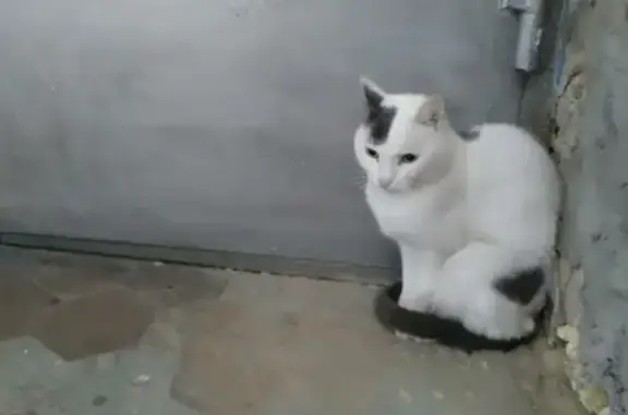 Найдена кошка на Бутина 3-й день, ищем хозяина
