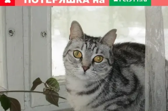 Кошки потеряшки, Великий Новгород, фото: Потеряшка кошка Маруся, ул. Октябрьская 2, Великий Новгород