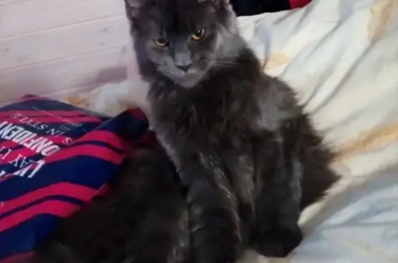 Кошки потеряшки, Киров, фото: Потеряшка кошка в Кирове, нужна помощь!