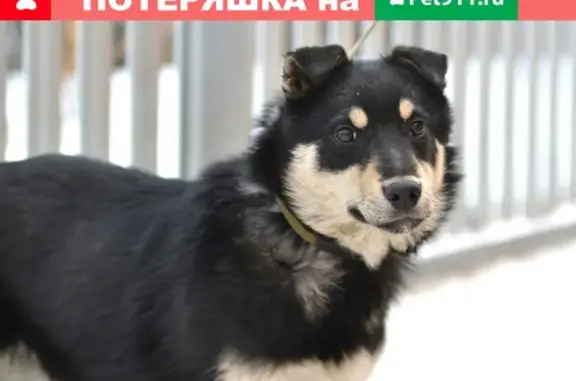 Пропала собака в Красноярске: Джек, коричневый ошейник, нужна помощь!