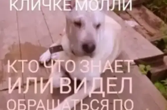 Пропала собака Молли в Таштаголе