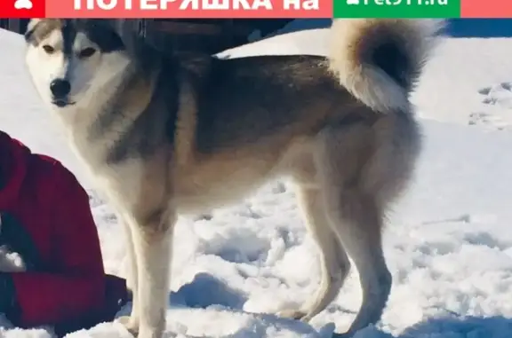 Пропала собака Туха в Берёзовском, Кемеровская область