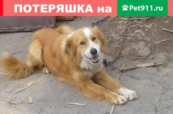 Пропала собака в Каменск-Шахтинском!
