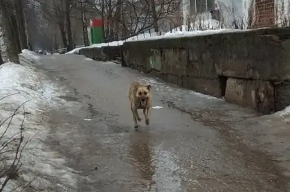 Собака с ошейником на Тутаевском шоссе, Ярославль