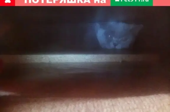Ухоженная породистая кошка найдена на 1-й Стрелецкой