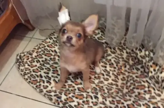 Собаки потеряшки, Липецк, фото: Потеряшка собака в Липецке, ищем номер