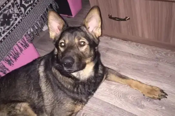 Пропала собака Ральф у СРК Арены в Норильске
